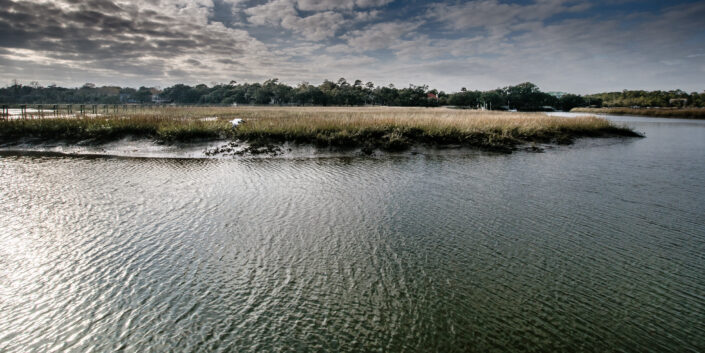 Pelican - Swamps near Charleston