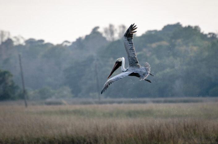 Pelican - Swamps near Charleston