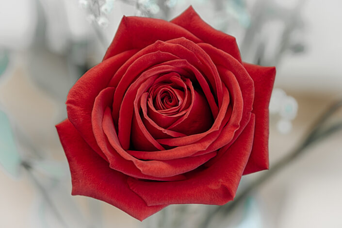 Red Rose - 2013