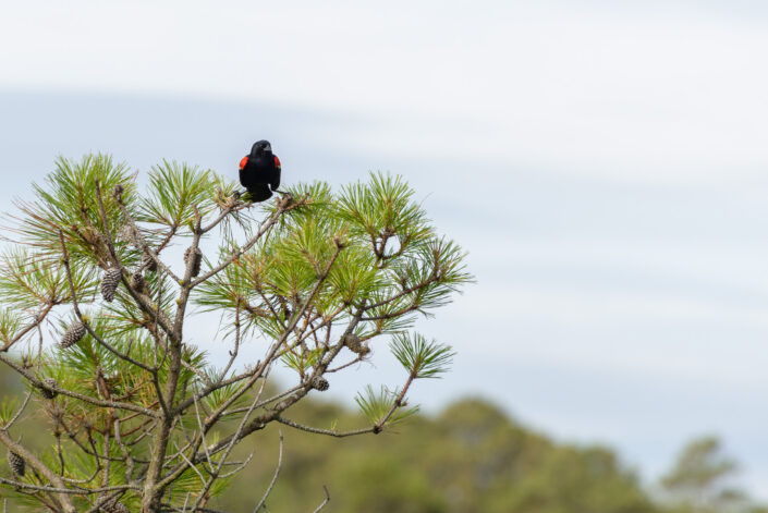 Red-winged blackbird (Agelaius phoeniceus) at Back Bay - Virginia - USA