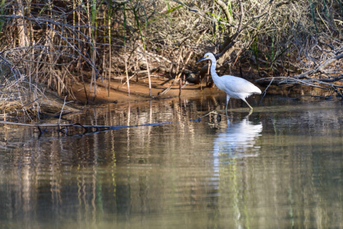 White Egret - Aigrette (Virginia - USA)