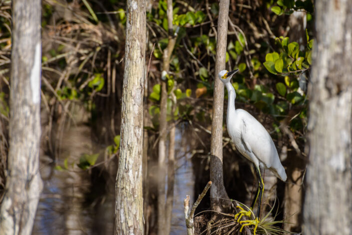 White Egret - Aigrette (Florida)