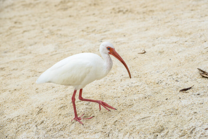 White Ibis - Ibis blanc - (Florida - USA)